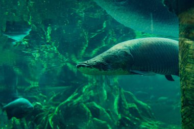 Pirarucu ya da Arapaima balığı, Amazon balığı, bir akvaryumun içinde yaşam alanında yüzüyor, biyolojik çeşitlilik kavramı.