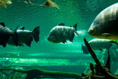 Pirapitinga, Amazon balığı, bir akvaryumun içinde doğal ortamında yüzüyor, biyolojik çeşitlilik kavramı.