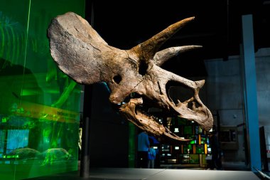 Triceratops 'un kafatası, Cosmocaixa Müzesi' ndeki bir müzede sergileniyor. Fosil kalıntıları dinozorların evrimi ve çalışmaları devam ediyor.