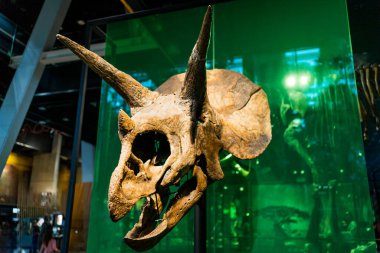 Triceratops 'un kafatası, Cosmocaixa Müzesi' ndeki bir müzede sergileniyor. Fosil kalıntıları dinozorların evrimi ve çalışmaları devam ediyor.