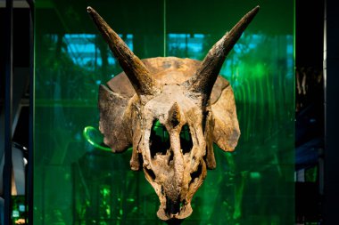 Triceratops 'un kafatası, Cosmocaixa Müzesi' ndeki bir müzede sergileniyor. Fosil kalıntıları dinozorların evrimi ve çalışmaları devam ediyor.
