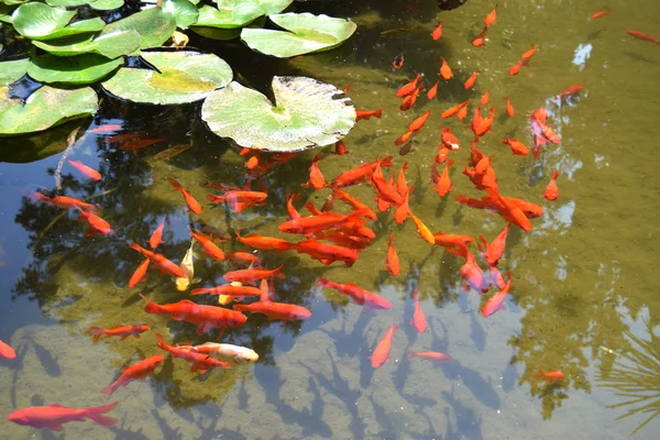 Pescado rojo — Foto de Stock