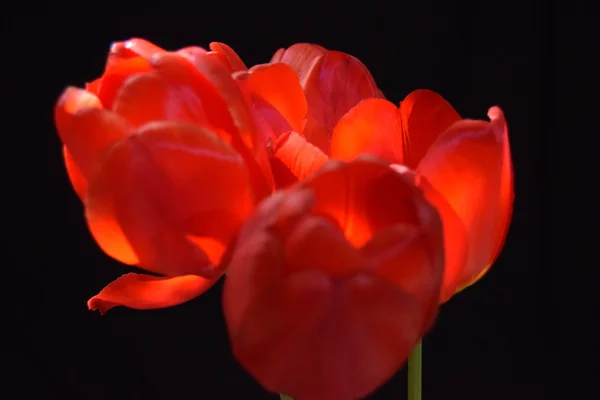 Tulpen — Stockfoto