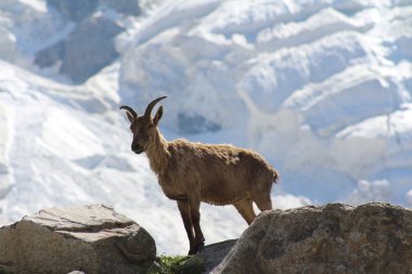 Kafkas dağlarında dağ keçisi