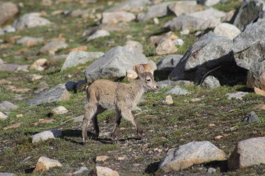 Kafkas dağlarında dağ keçisi
