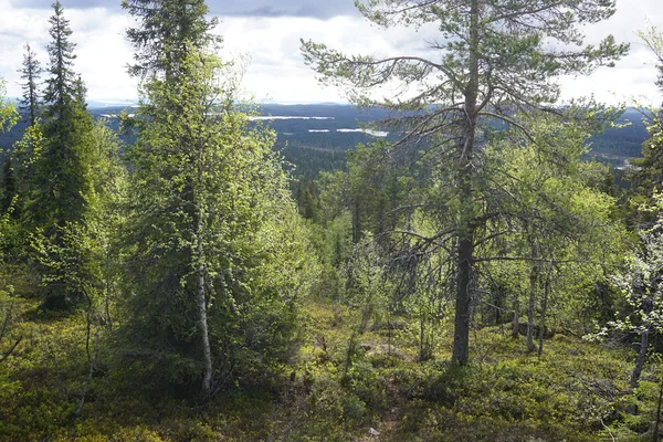 Orman dağ yamaçlarında