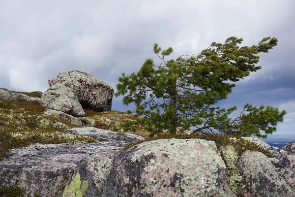 Taş ve ağaç yamaca