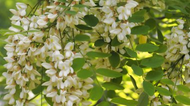 Bahçede bahar akasyası