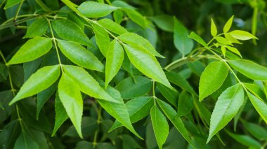 Yaz bahçesindeki ağaçların yaprakları