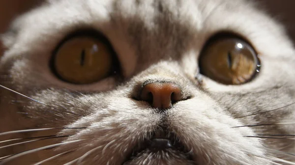 Nariz Vermelho Escocês Dobra Gatinho — Fotografia de Stock