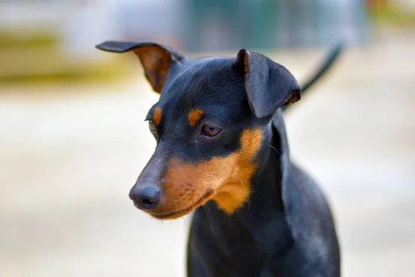 Ein Kleiner Schwarzer Hund Der Einer Festen Position Gefangen Ist — Stockfoto