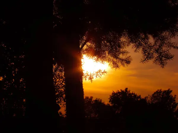 太陽は木の後ろに隠れることができるでもレンズの前にはない — ストック写真