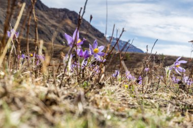 Çiğdem çiçek dağlarında güneşli gün çiçek açan bahar