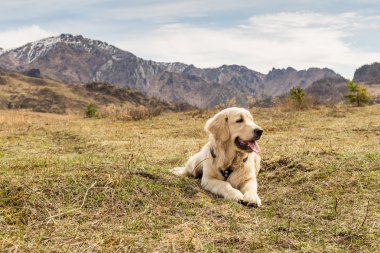 Güzel genç köpek çim Dağları arka plan, yalan