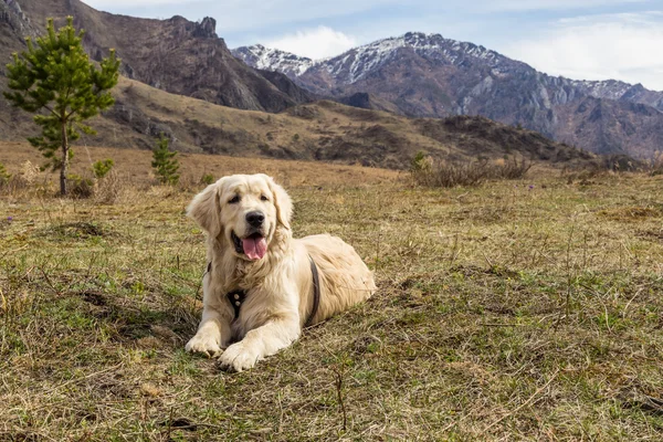 Güzel genç köpek çim Dağları arka plan, yalan