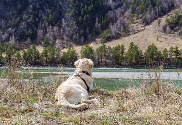 Güzel genç köpek çim dağlar ve nehir arka plan, yalan