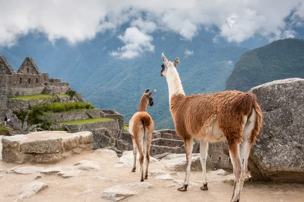 Lama matka s dítětem v pozadí hory v Peru — Stock fotografie