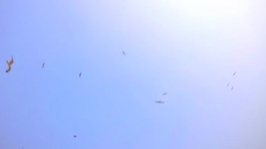 Mavi gökyüzünde uçan kuşlar martılar büyük grup