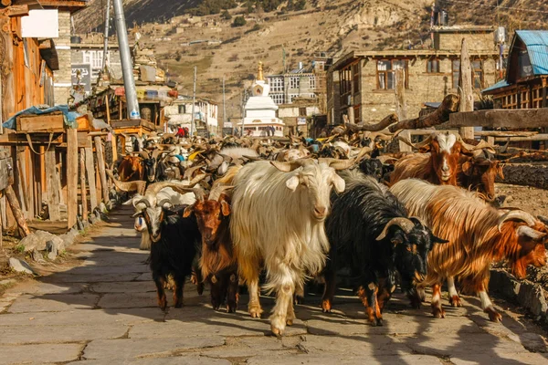 Keçi Köyü Nepal'de sokak boyunca gidiş kervanı