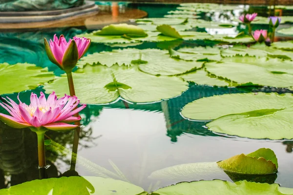 Pink water lilies blooming at lake surface — Stock Photo, Image