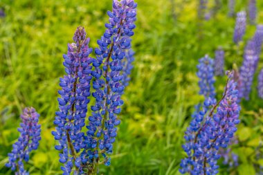 Mor lupine alanlarındaki dağlarda çiçek açması