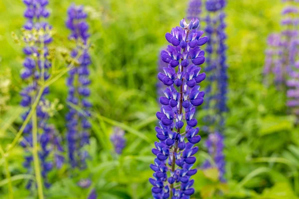 Mor lupine alanlarındaki dağlarda çiçek açması