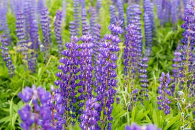 Mor lupine alanlarındaki dağlarda çiçek açması