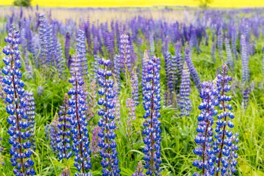 Mor lupine alanlarındaki sarı arka plan, çiçek