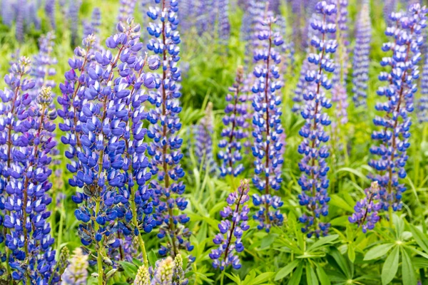 Mor lupine alanlarındaki dağlarda çiçek açması