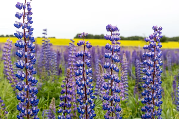 Purple lupine blossoming at fields at yellow background