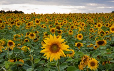 Güneş Çiçekleri alan