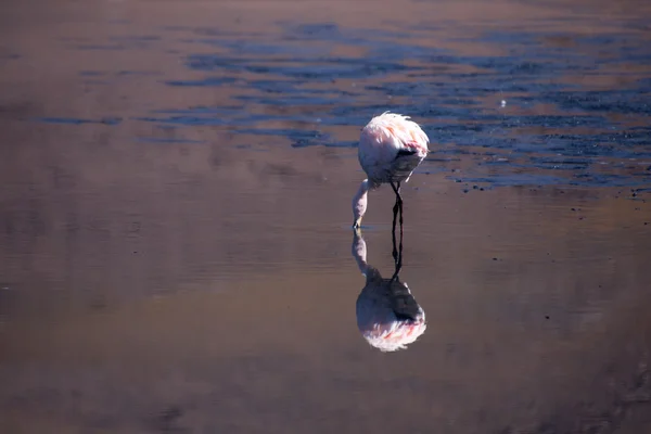 Un fenicottero rosa da qualche parte in Bolivia — Foto Stock