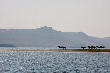 Atları içmek için çalışan