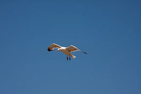 A  gull is flying — Stock Photo, Image