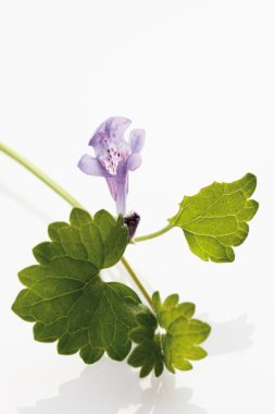 Yeşil yaprakları ile gerçek Gamander 