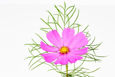 Pembe cosmea çiçek 