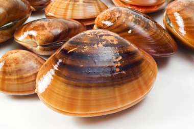 Close-up view of venus clams clipart