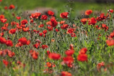 Kırmızı gelincikler tarlası