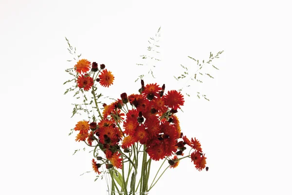 Falcão-de-bico-laranja com ervas — Fotografia de Stock