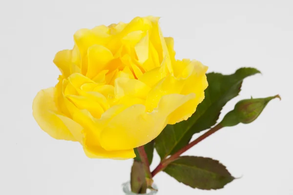 黄玫瑰的特写视图 — 图库照片