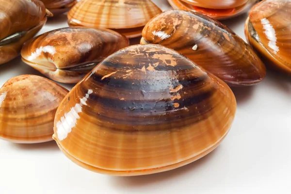 Close-up view of venus clams — Stock Photo, Image