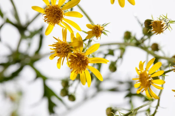 Ragwort giftige plant bloemen — Stockfoto