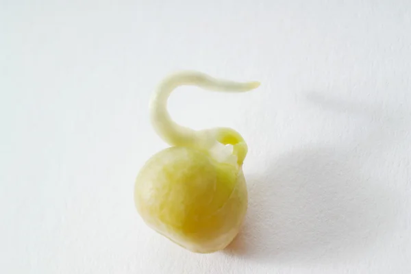 Close-up view of Chickpea with sprout — Stock Photo, Image