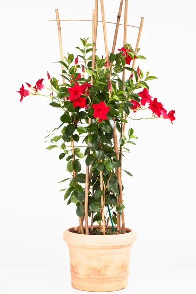 Potted mandevilla sanderi planta — Fotografia de Stock