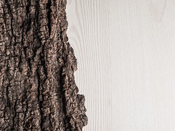 Écorce d'arbre sur bois blanc — Photo