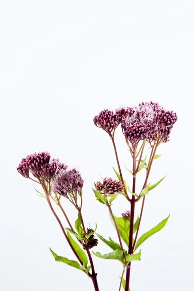 Hemp-agrimony medicinal plant — Stock Photo, Image