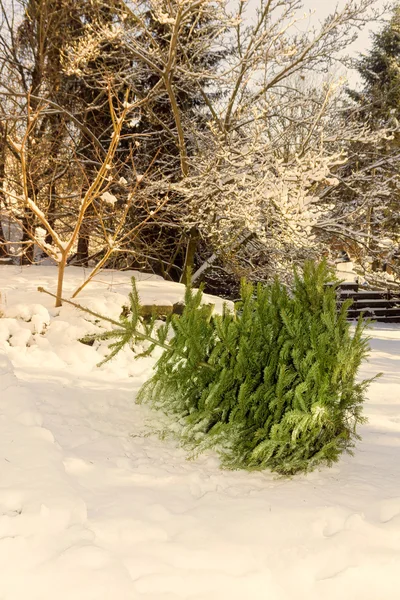 Árbol de Navidad en la nieve Fotos de stock