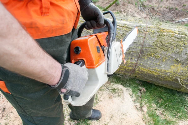 Netherlands, Lumberjack at work Stock Photo