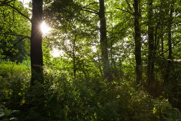 Bosque de haya verde Imagen de stock