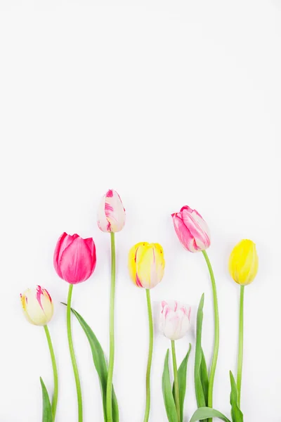 Tulipas coloridas contra o fundo branco — Fotografia de Stock